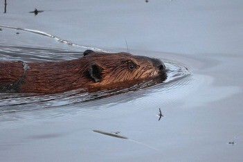Meet Kirkland’s Busy Beavers