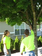 Use Our Interactive Guide to Check Tree Regulations