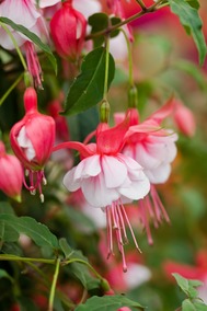 Annual Spring Plant Sale Happening Next Weekend